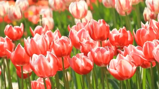 Les Tulipes Rouges Blanches Poussent Sur Lit Fleurs — Video