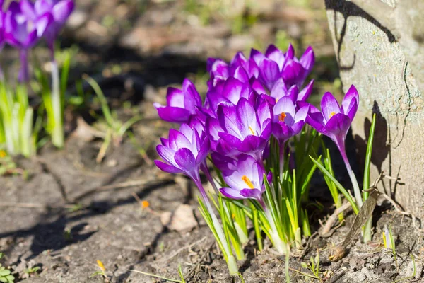 Beaux Crocus Pourpres Fleurissent Printemps Près Arbre — Photo