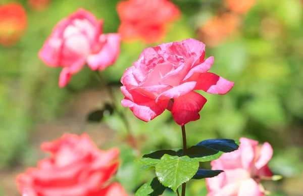 Beautiful Pink Roses Bloom Springtime — Stock Photo, Image