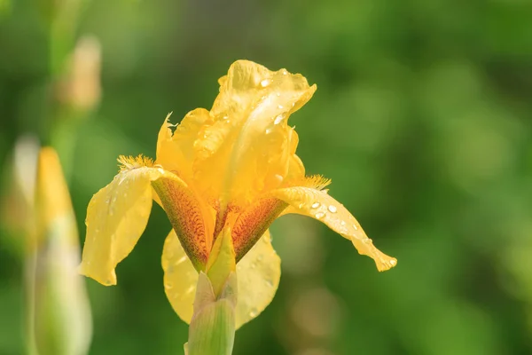 Flor de íris amarela em gotas de orvalho — Fotografia de Stock