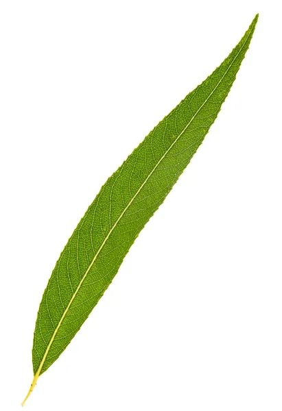 Gröna Blad Willow Isolerad Vit Bakgrund — Stockfoto