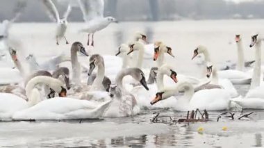 Beyaz Kuğu ve quacks kış Nehri üzerinde