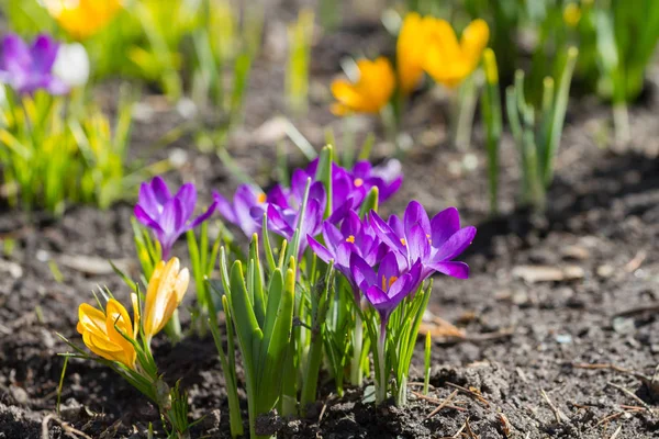 Los Azafranes Amarillos Morados Crecen Jardín Primavera —  Fotos de Stock