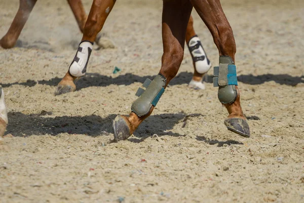 Dressage Patas Caballo Aren —  Fotos de Stock