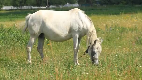 Cheval Blanc Broute Dans Une Prairie — Video