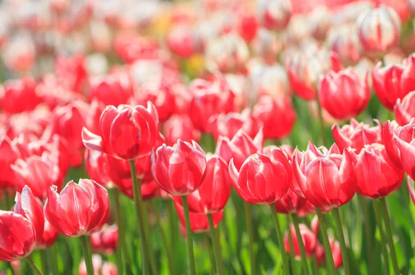 赤と白の花チューリップ花のベッドで育つ — ストック写真