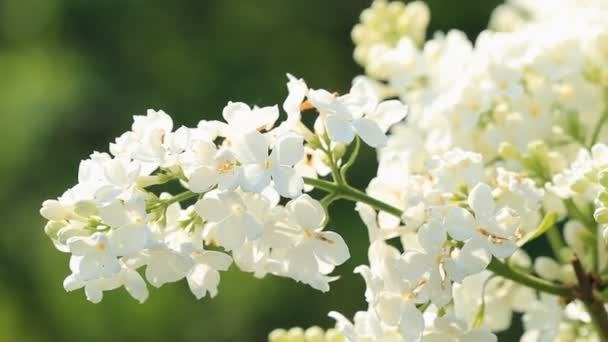 Weiße Fliederblüten Blühten Frühlingsmorgen — Stockvideo