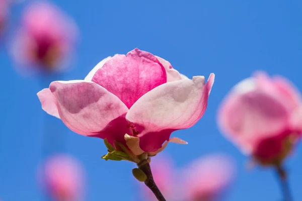 Kwitnących kwiatów magnolii — Zdjęcie stockowe