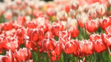 Güzel Lale çiçek bahar Parkı