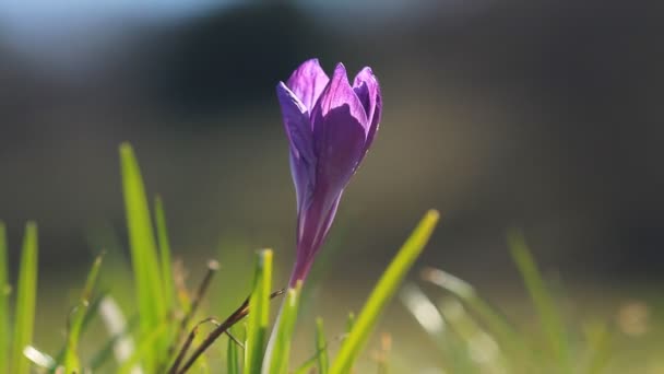 Crocus Violet Printemps Dans Lumière Soleil Fermer — Video