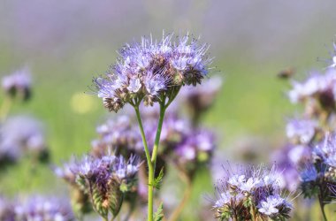 Phacelia yaz aylarında mor çiçekler 