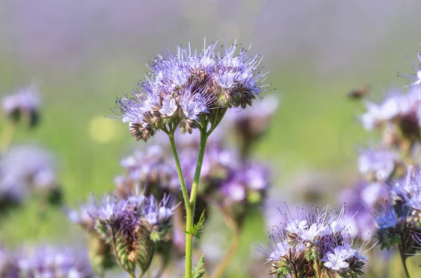 Purple flowers of phacelia in summer — Stok Foto