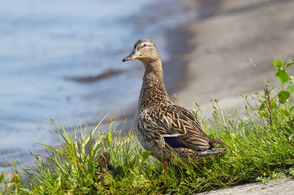 Duck sitting on the grass — Stock Photo, Image