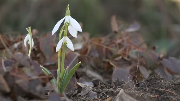 Flores Gotas Nieve Crecen Bosque Primavera — Vídeos de Stock