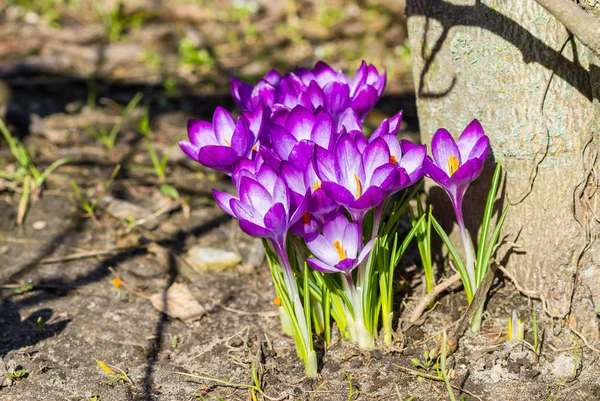 Violet crocuses bloom — Stock Photo, Image