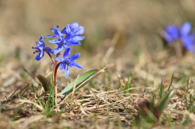 Scilla bifolia closeup çiçek