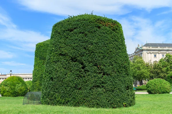 维也纳玛丽亚·特蕾辛广场公园的装饰绿色灌木 — 图库照片