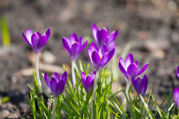 Crocos violetas na primavera — Fotografia de Stock