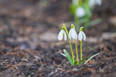 Kardelen çiçek ormanda çiçek açmış.