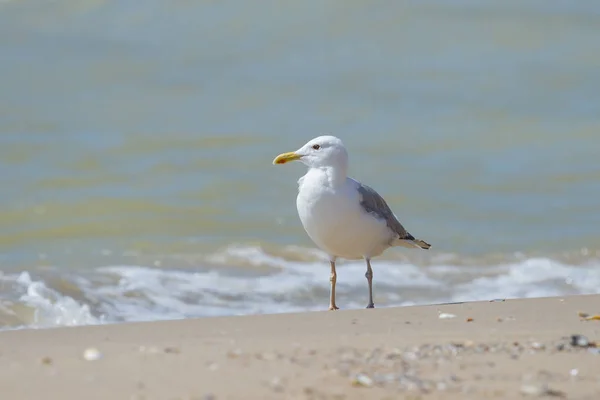 Lonely sea gull on the beach — Stock Photo, Image