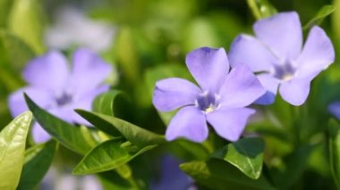 Vinca minör ve arı çiçek açan bahar çiçekleri