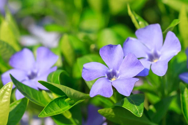 Flores de vinca menor — Fotografia de Stock