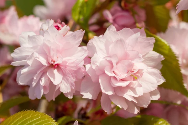 Цветущие цветы сакуры — стоковое фото