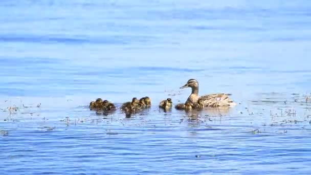 Pequeños Patitos Con Madre Nadando Río — Vídeo de stock