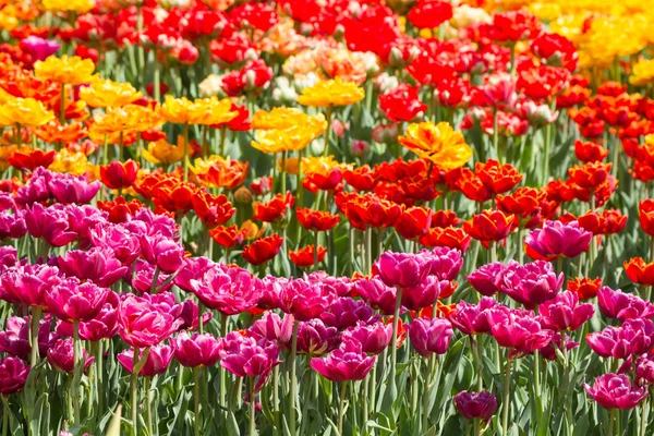 Multicolor lente tulpen — Stockfoto