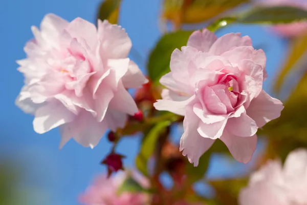 Ανθισμένα λουλούδια sakura — Φωτογραφία Αρχείου