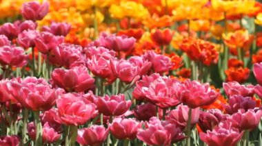 Bahar parkında yetişen çok renkli laleler