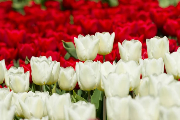 Witte tulpen op een bordeaux achtergrond — Stockfoto