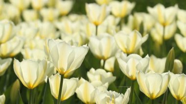 Laleler güneş ışığında çiçek açar ve sallar