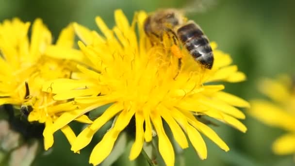 Bee Collects Nectar Yellow Dandelion — Stock Video