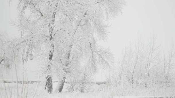 Baum Und Schneefall Winterpark — Stockvideo