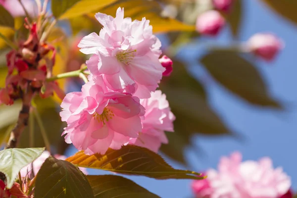 Rosa Sakura blühte — Stockfoto