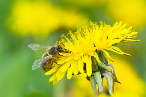黄色のタンポポと蜂 — ストック写真