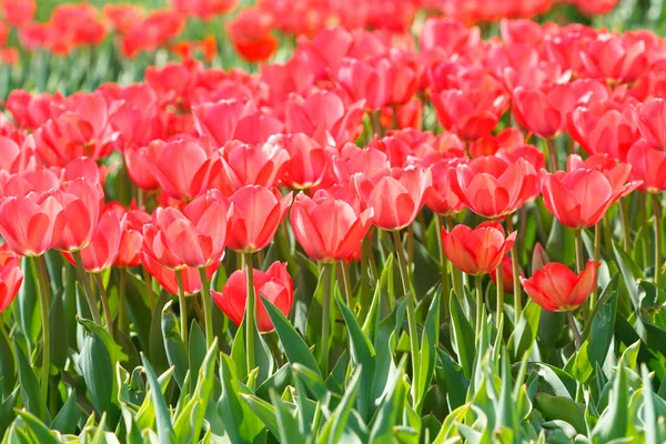 Bloeiende roze tulpen — Stockfoto