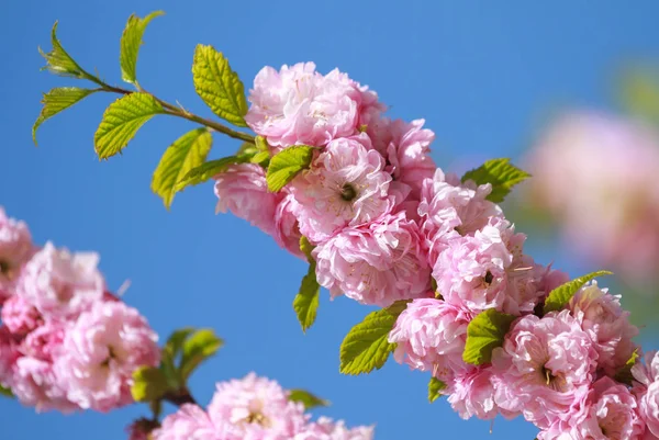Sakura çiçekleri çiçek açar — Stok fotoğraf