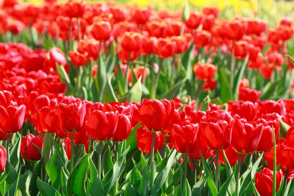Mooie rode tulpen in bloei — Stockfoto