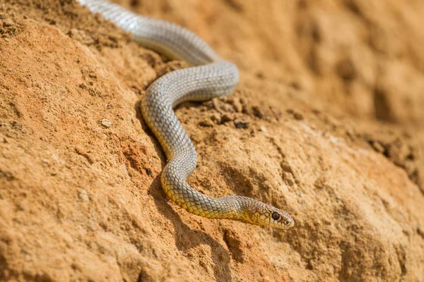 Serpent à dés (Natrix tessellata ) — Photo