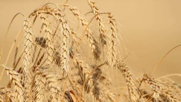 Ears Ripe Wheat Grow Field — Stock Video