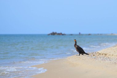 Denizde oturan siyah karabatak