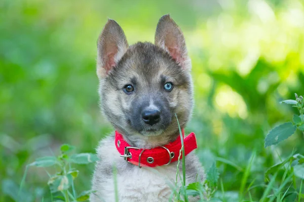 Laika filhote de cachorro retrato na grama verde — Fotografia de Stock