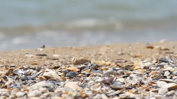 Άμμος Και Κοχύλια Στο Φόντο Της Θάλασσας — Αρχείο Βίντεο