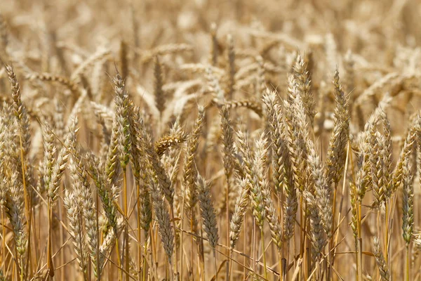 Ears of ripe wheat grow in the field — Stock Photo, Image