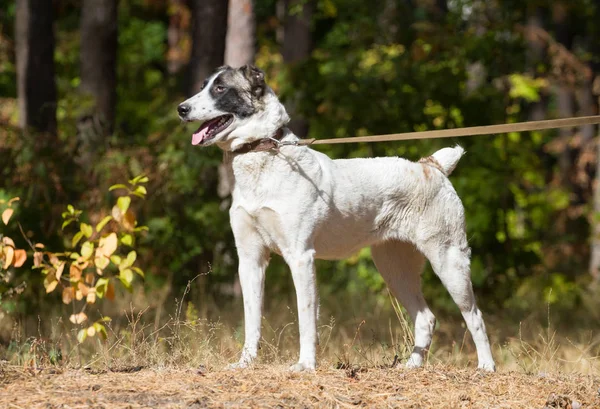 Alabai hond in het bos — Stockfoto