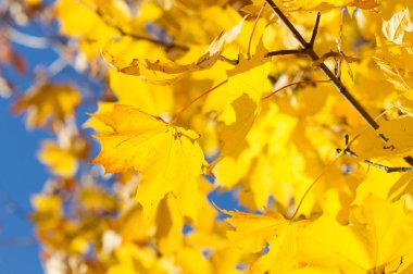 akçaağaç sonbahar yaprakları 