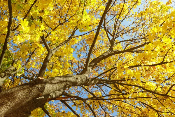 Autumn maple tree — Stock Photo, Image