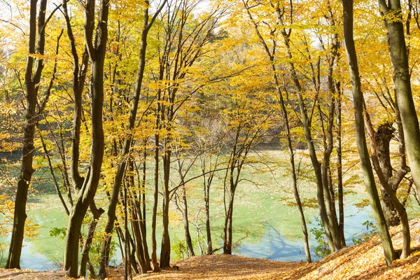 Piękne żółte drzewa w jesiennym parku — Zdjęcie stockowe